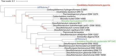 Ancient Metabolisms of a Thermophilic Subseafloor Bacterium